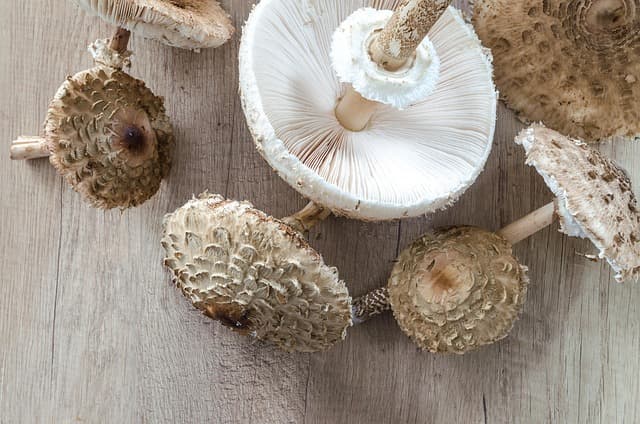 Ricette Vegetariane Autunno: Guida Completa