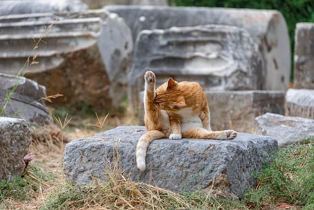Best Pet Grooming Tools for Your Furry Friend