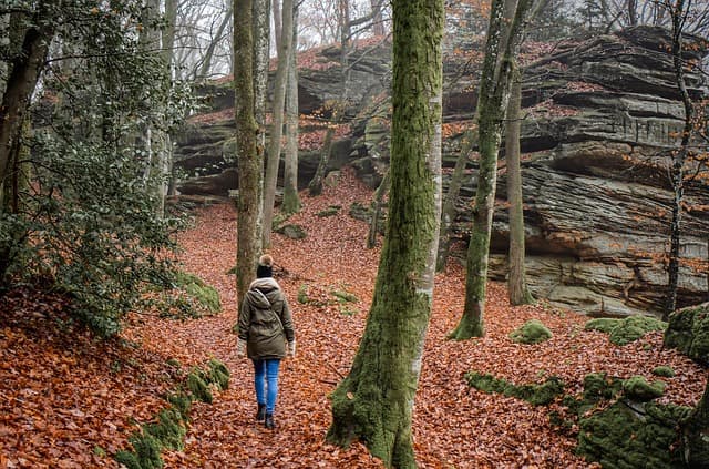 Guide d'achat des meilleures randonnées en forêt