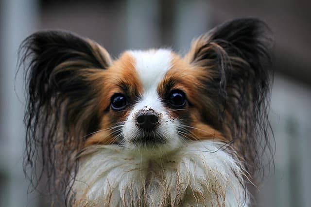 Guide d'Achat Complet : Nœuds Papillon en Bois