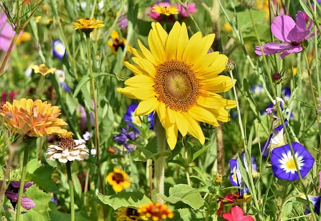Guide d'Achat des Meilleurs Ensembles de Jardin