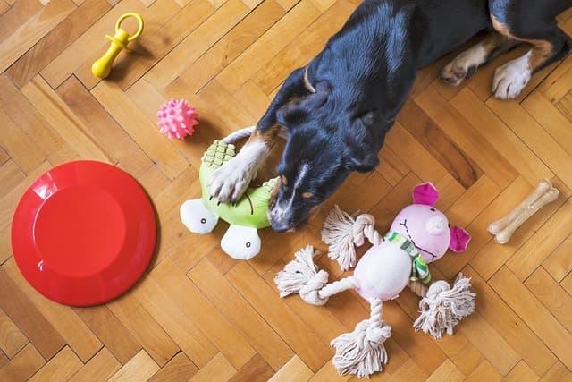 Indoor Toys for Dogs: Your Complete Buying Guide